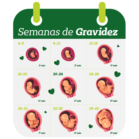 tabela de semanas de gravidez